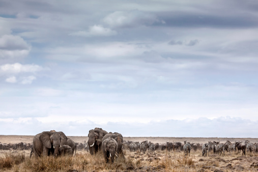 Herd of elephants grazing