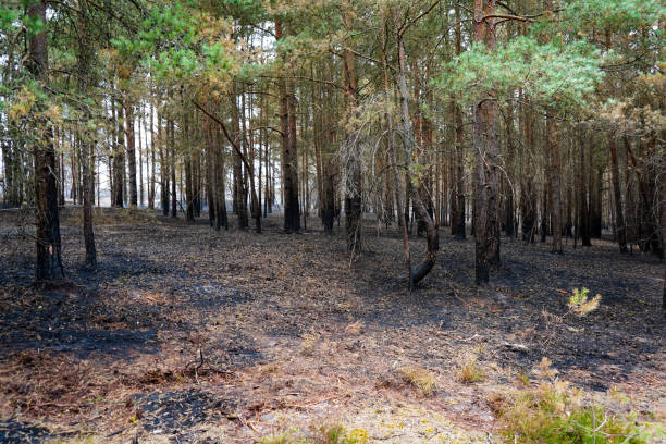 istock View of tree trunks charred but a undergrowth forest fire 1874711268
