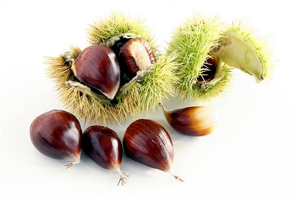 fruits of sweet chestnut tree at autumn stock photo