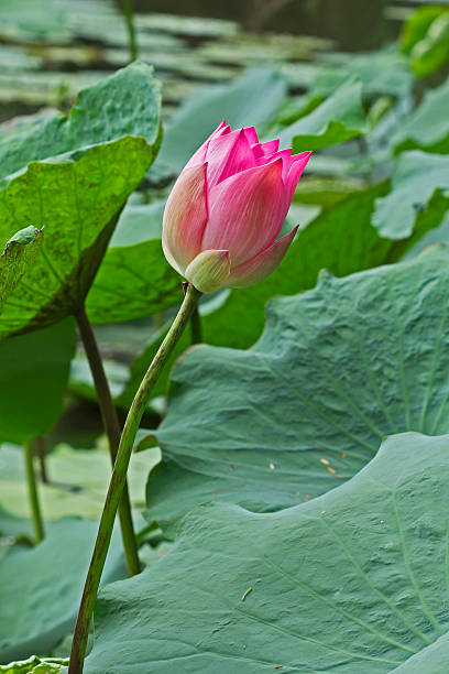 istock Lotus flower plants in thailand 187471313