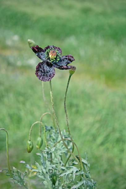 黒いケシの花、緑の草の背景、屋外の自然、野生の花のある牧草地の接写 - poppy purple flower close up ストックフォトと画像