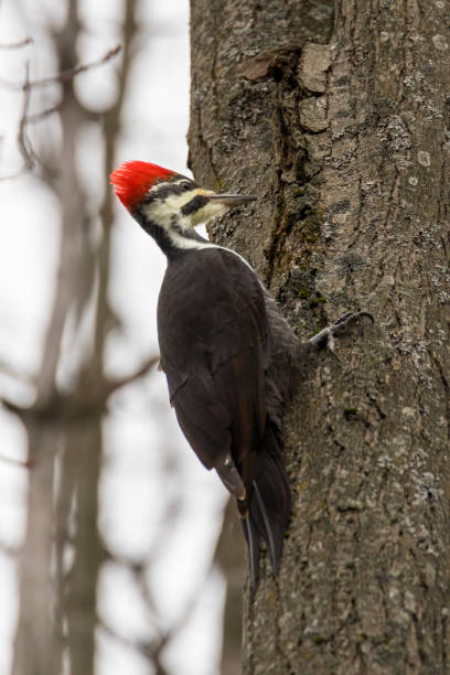 istock Pileated Woodpecker looking for food in maple tree trunk bark in forest 1874713873