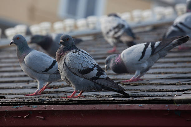 istock Pigeons on a slate roof 187471469