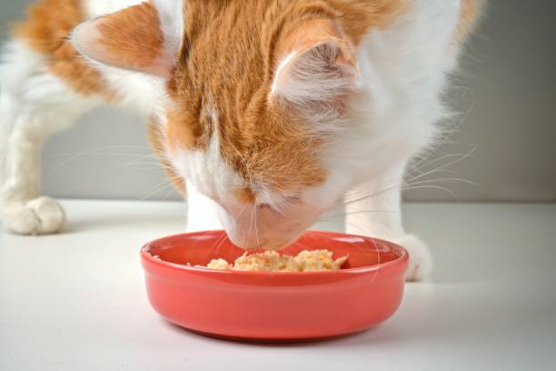 istock Closeup of tabby cat eat cat food on red ceramic plate. Horizontal image with selective focus. 1874714930