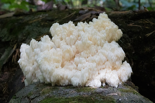 Five fresh Morel Mushroom (Morchella esculenta) on white background.