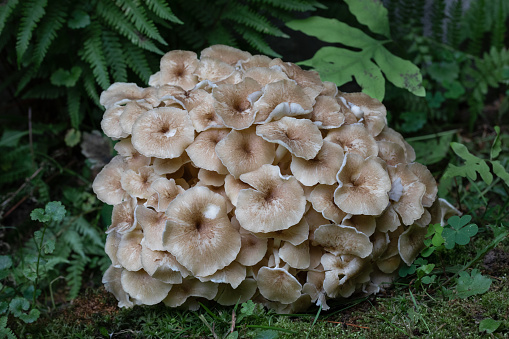 Coral like rounded compound fungus with dozens of small caps on branched stalk