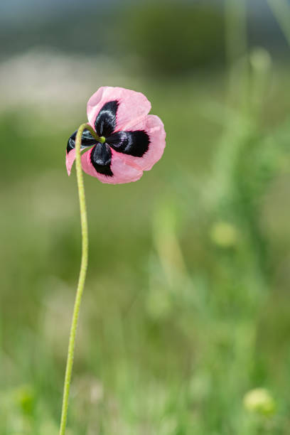 rosa mohnblume, papaver dubium, grüner grashintergrund, natur im freien, wiese mit wildblumen nahaufnahme - oriental poppy poppy leaf close up stock-fotos und bilder