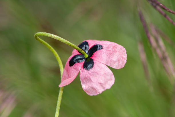 rosa mohnblume, papaver dubium, grüner grashintergrund, natur im freien, wiese mit wildblumen nahaufnahme - oriental poppy poppy leaf close up stock-fotos und bilder