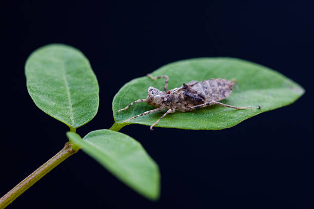 istock Nymph of the dragonfly 187472652