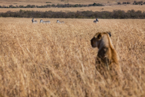 Came across this majestic lion while on Safari in Botswana's wild Okavango Delta. Animal lion wildlife Africa predator danger wilderness safari savanna Botswana Okavango Delta Kruger nature