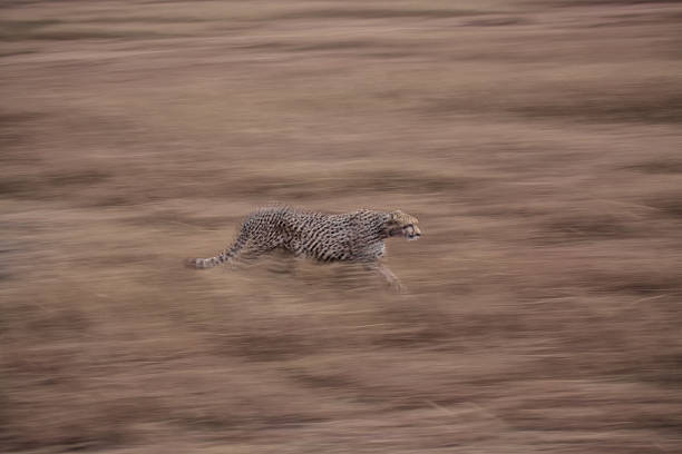 istock Cheetah stalking prey in motion 187472851