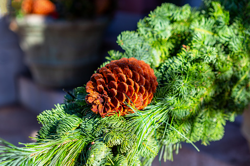 Single red pine cone on an evergreen branch, outdoor Christmas decoration. Selective focus.