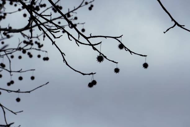 灰色の曇り空に映えるカエデのバフの木と熟した果実のシルエット