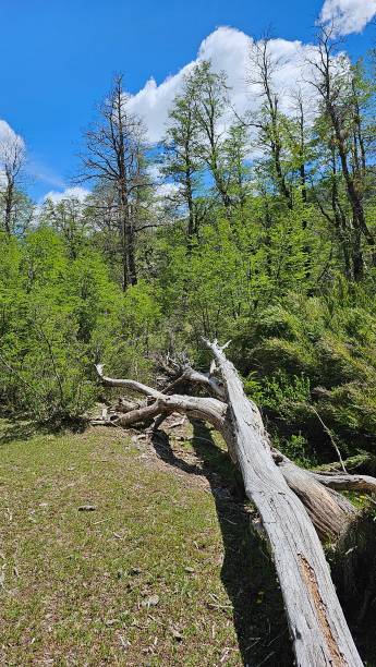 istock Nature in Patagonia Argentina 1874754120