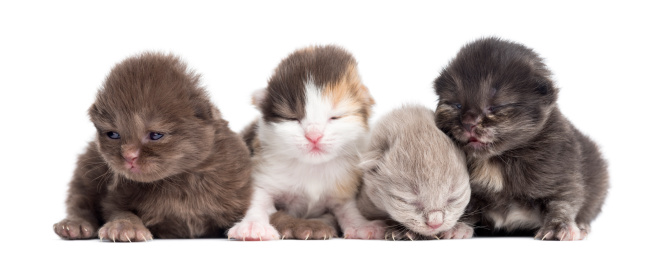 Highland straight or fold kittens in a row, 1 week old, isolated on white