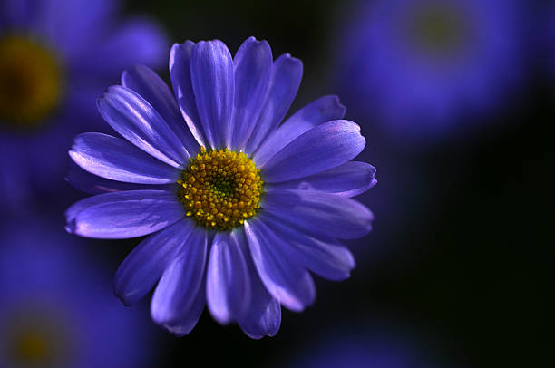 Swan River daisy stock photo