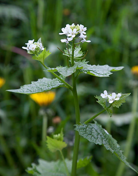 istock Hedge Garlic, Alliaria petiolata 187476112