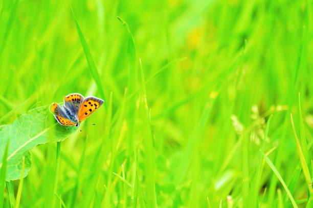 A lycaenidae Butterfly on a flower at sunset