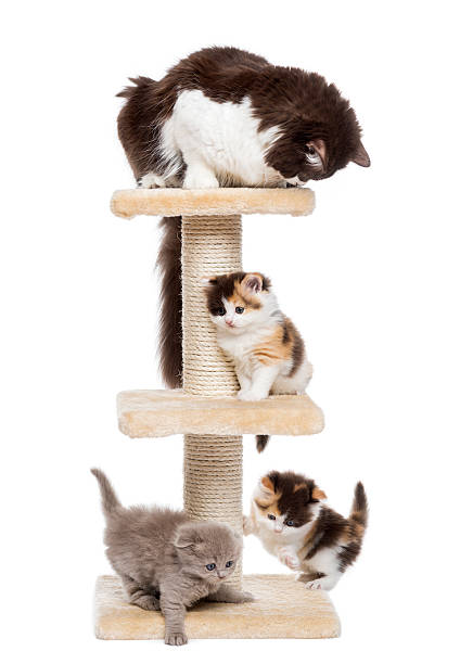 istock Group of cats playing on a cat tree, isolated 187476248