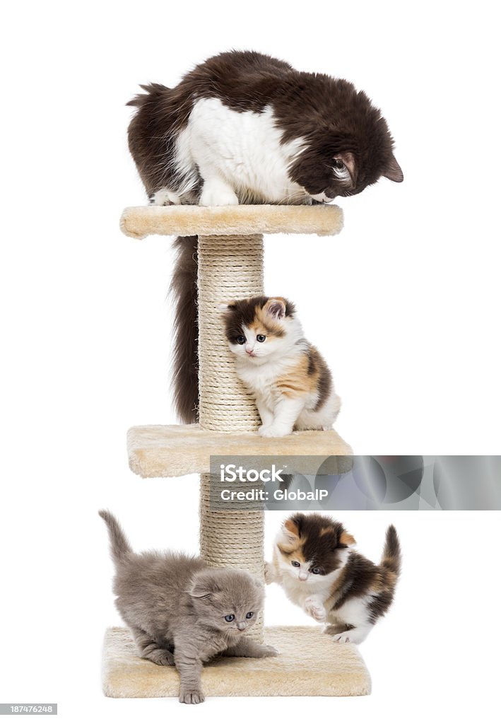 Group of cats playing on a cat tree, isolated Group of cats playing on a cat tree, isolated on white Cat Tree Stock Photo