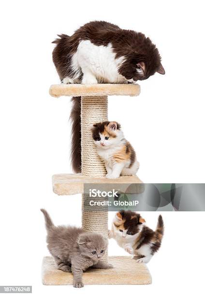 Group Of Cats Playing On A Cat Tree Isolated Stock Photo - Download Image Now - Cat Tree, Domestic Cat, Playful