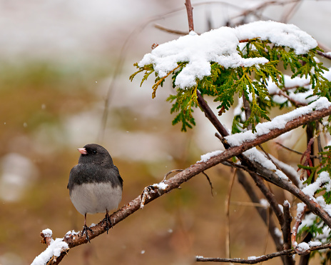 Dark-eyes Junco close-up front view perched on a cedar tree branch with a blur forest background in its environment and habitat surrounding. Winter season. Christmas card picture.