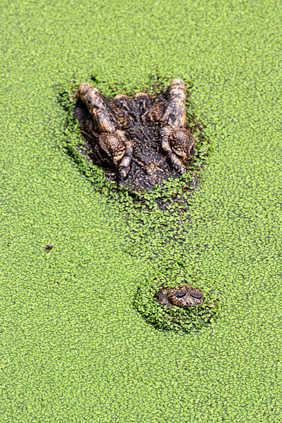 istock Close up Crocodile swimming 187476991