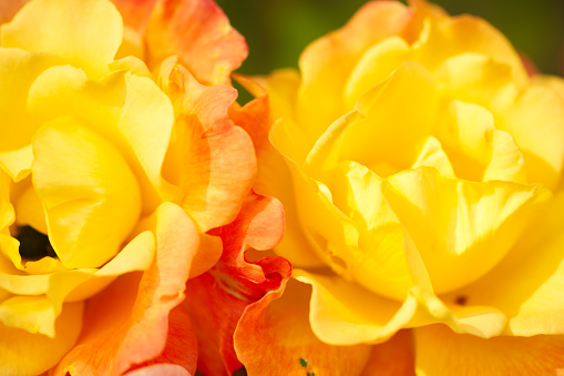 Close up of one large and delicate vivid yellow orange rose in full bloom and small water drops in a summer garden, in direct sunlight, with blurred green leaves in the background