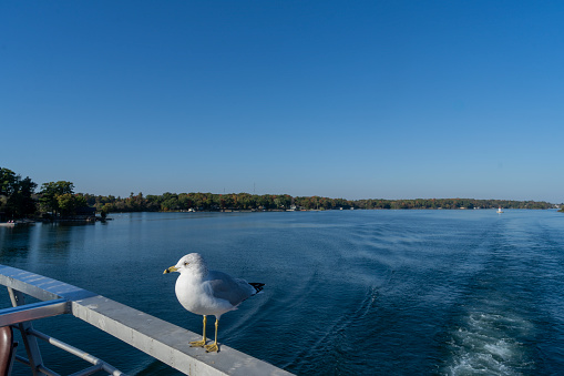Gananoque on Lake Ontario, a port for The Thousand Islands boat tours.  This is a seagull on the stern of a tourboat.