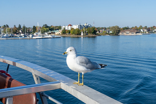 Stockholm, Sweden - 04.15.2017: Yellow-legged gull, Larus michahellis, sitting on a pillar with city skyline of Stockholm in the background