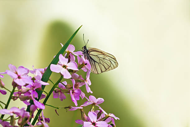 wildorchid (viola) e farfalla bianca - black veined white butterfly foto e immagini stock