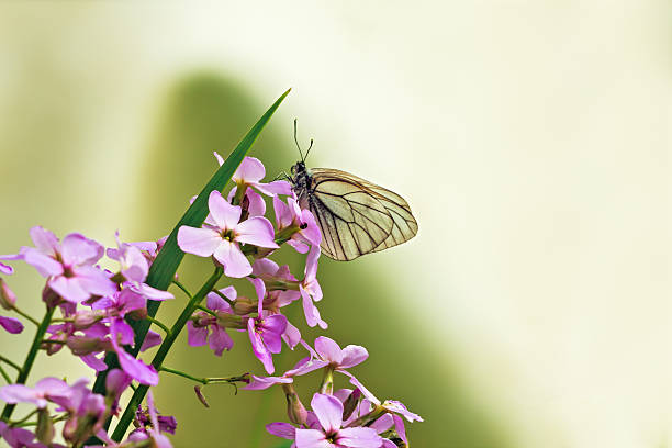 Cтоковое фото Wildorchid (фиолетовый) и белых бабочек