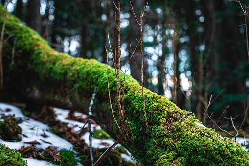 Aokigahara nature forest from japan