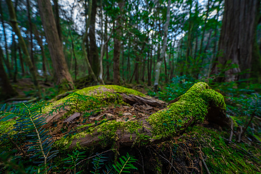 Aokigahara nature forest from japan