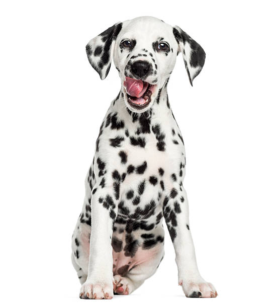 Portrait of Dalmatian dogsitting, looking aside, isolated on white