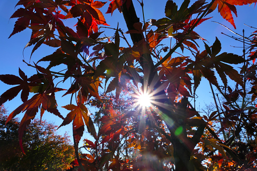autumn leaves on the background of the blue sky and the sun