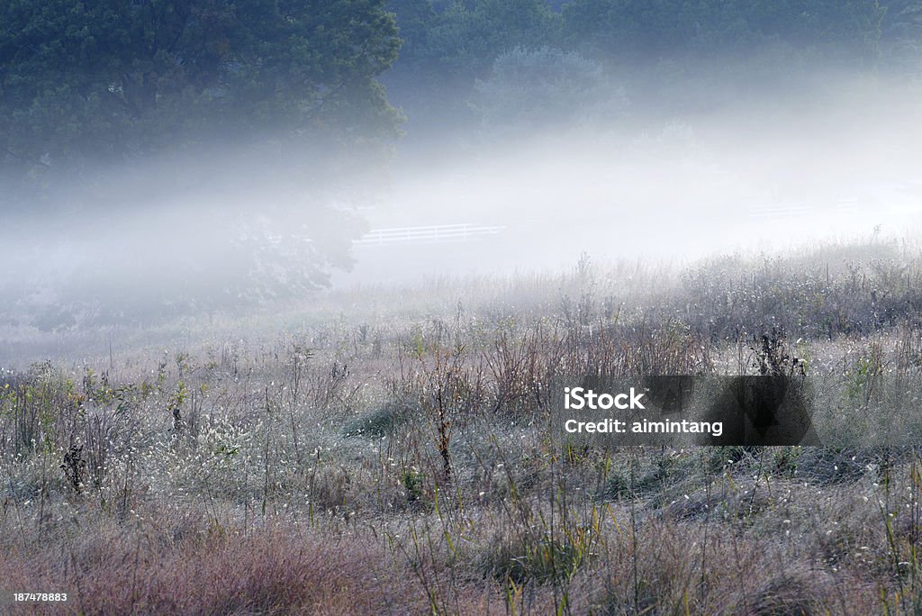 Prado en niebla - Foto de stock de Aire libre libre de derechos