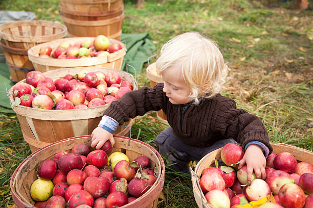 Baby boy picking up apples at the farm stock photo