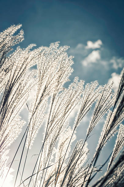 istock Miscanthus (Maiden) Grass against the sun - I 187478888