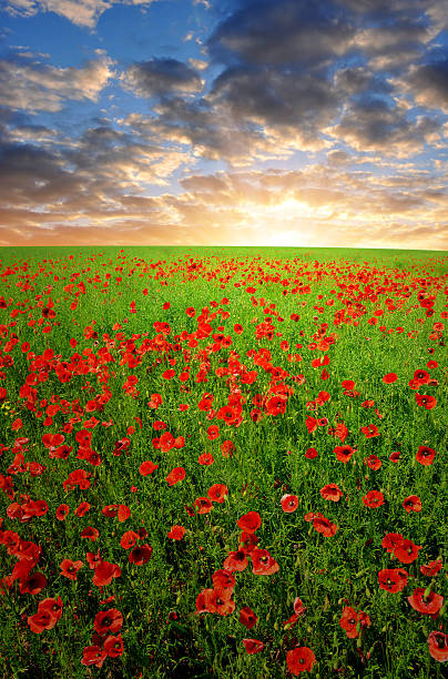 istock red poppy field 187479231