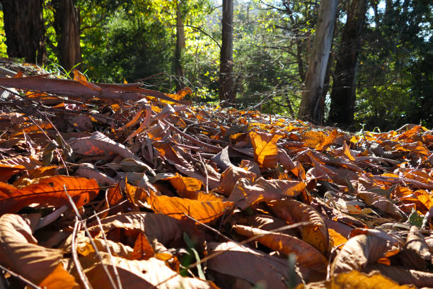Fallen leaves on the ground in the forest. Autumn background.