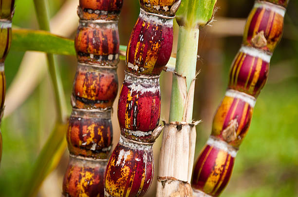 Sugar Cane Plant in Hawaii stock photo