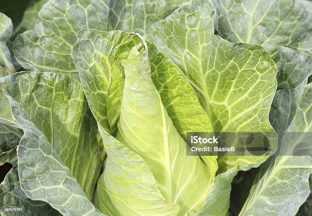 Spitz zulaufende Cabbage - Lizenzfrei Grüner Kohlkopf Stock-Foto