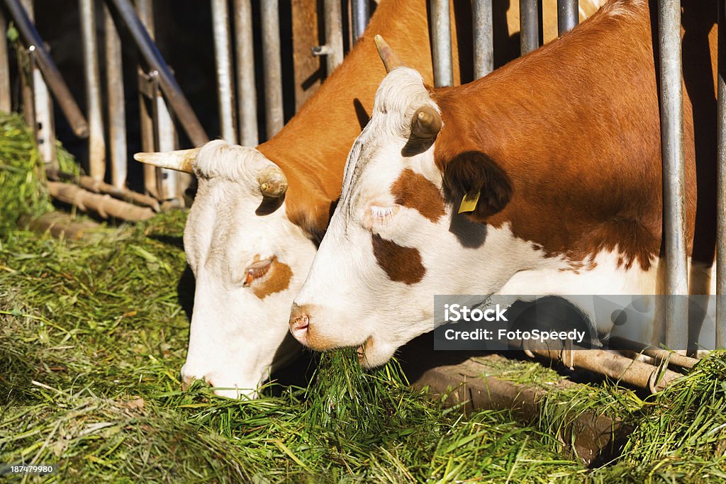 Zwei Kühe Essen - Lizenzfrei Agrarbetrieb Stock-Foto