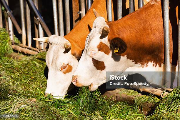 Zwei Kühe Essen Stockfoto und mehr Bilder von Agrarbetrieb - Agrarbetrieb, Braun, Bulle - Männliches Tier