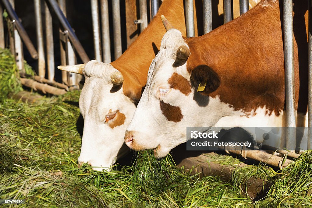 Duas vacas comer - Foto de stock de Agricultura royalty-free