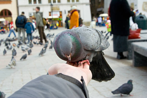 istock pigeons feeding and balancing on hand 187480059