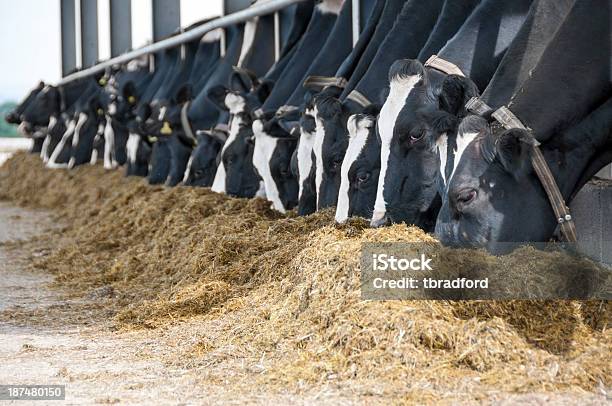 Photo libre de droit de Bovin Nourrir Dans Une Grange banque d'images et plus d'images libres de droit de Vache laitière - Vache laitière, Nourrir, En rang