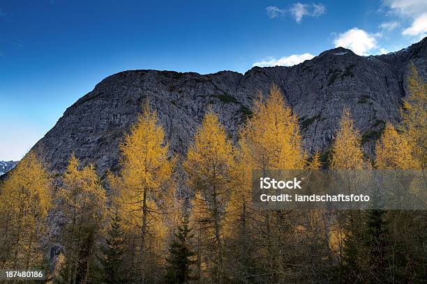 Estate Indiana In Austria - Fotografie stock e altre immagini di Albero - Albero, Ambientazione esterna, Autunno