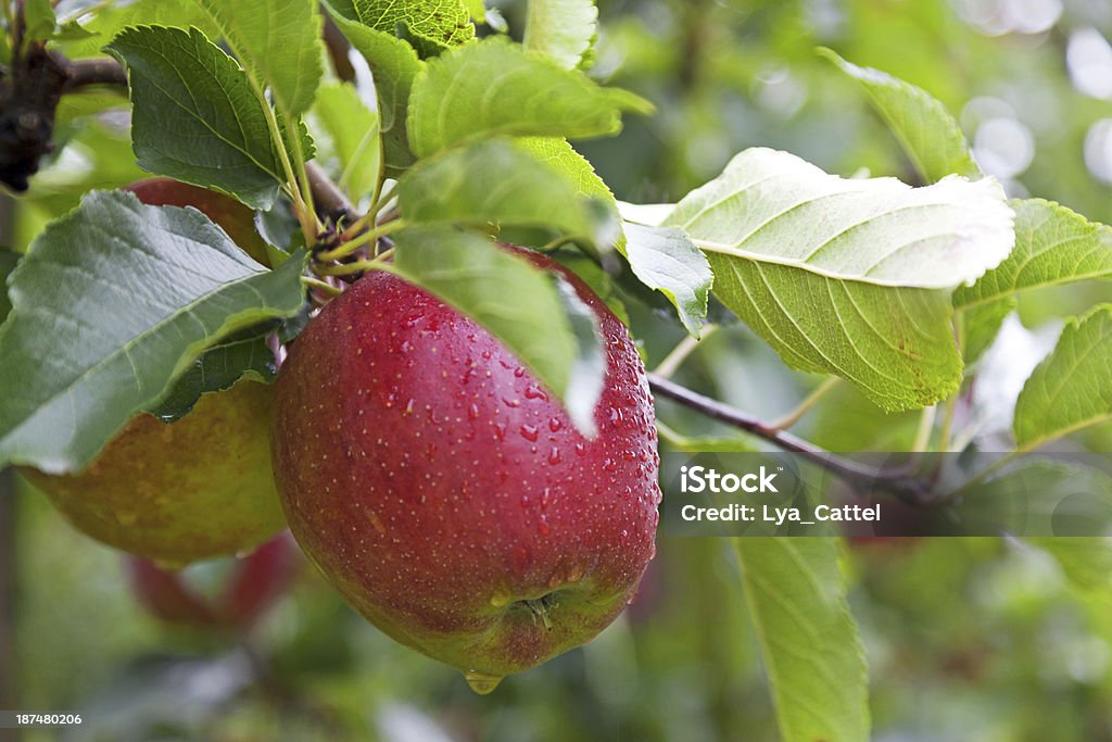 Jabłko Drzewo # 127 XXXL - Zbiór zdjęć royalty-free (Czerwony)